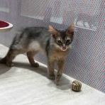 沖縄県 ペットショップワンラブ 浦添パルコシティ店スタッフブログ