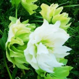 『光マイクロバブルフォームとは何か（6250回記念）（7）』の画像