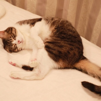 ナデナデ待ちの猫。