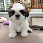 神奈川県三浦市 ワンラブ カインズ三浦店 ブログ