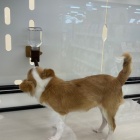 『🐶今週のわんこ🐶』の画像