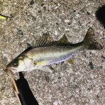 シーバス&ライトゲームな日々