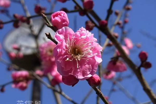 花信風 季節からのたより 寒梅