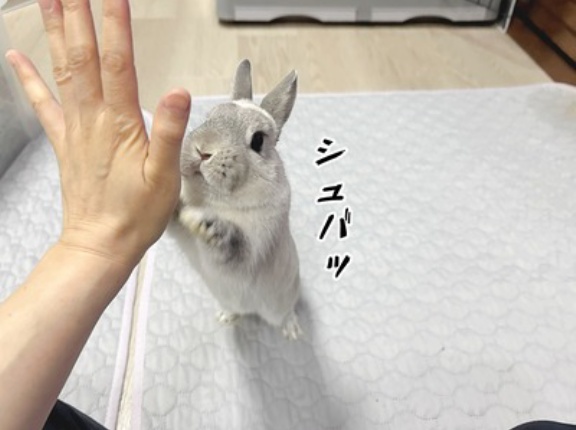 うさぎのルリ(2/10追記)