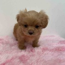☆仔犬紹介☆