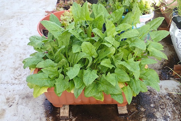 Heyモーの家庭菜園を楽しむ ルッコラ