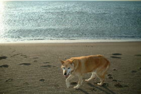 柴犬カンチの足跡日記 はじめに