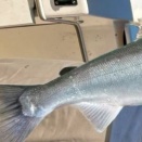 射場に行く前に気を付けましょう・実包編