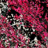 『2026.3 ㊗満開【神代梅の里公園】(F) / 岡山県津山市神代』の画像