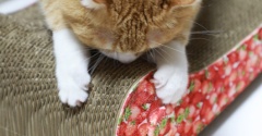 残り香を楽しむ猫。