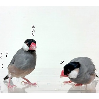 ラムは奇跡を起こす