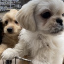お店の子紹介🐶