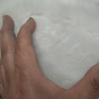 NPO犬猫みなしご救援隊・代表ブログ・みなしご庵へようこそ