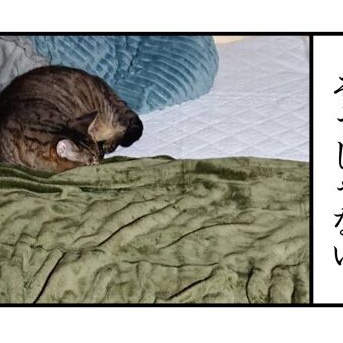 【猫との暮らし】冬が始まるよ２０２６
