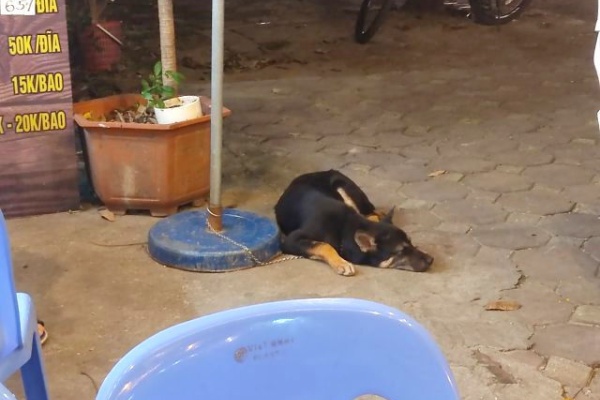 ハノイでまったり生きてます Fwf 犬