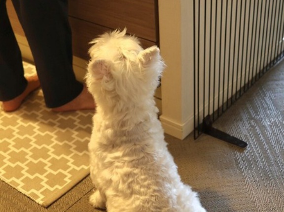 よく噛む犬