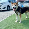 柴犬の豆福さん、フィラリアが陰転しました😆キャルの