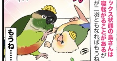 見て ウロコインコが仲良く寝転がっているよ かわいいね