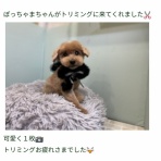 トイプーポッチャマ
