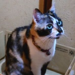 酒とロックな日常