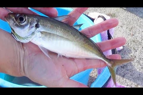 1から始める海釣り 初心者から玄人への道 サビキ釣り