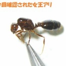 神戸でヒアリの女王アリ確認