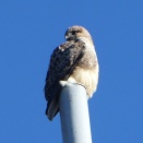 最小の猛禽のツミ