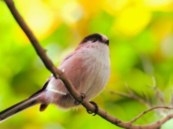 2025年12月10日の野鳥公園