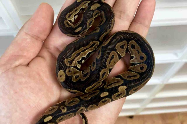 06 Shockwave 18年10月