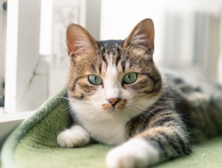 ママ友ランチでスープカレーを食べに入ったら、Aが「枯れた葉っぱが入ってたからタダにしろ！」と店にクレームを入れ始めた！いや、それは枯れた葉っぱじゃなくて…