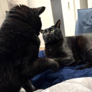 【猫写真】今日の猫たちの様子