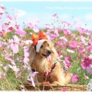 ★ピンクのコスモスの季節♪★