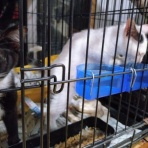 NPO犬猫みなしご救援隊・代表ブログ・みなしご庵へようこそ