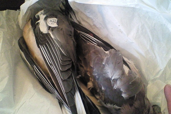 レストラン アマテラス神楽坂