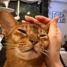 冬場、猫の耳が冷たくなるので温める