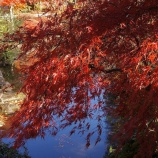 『安行の紅葉　植物振興センター』の画像