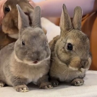 うのくらし