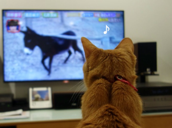 猫とテレビ見た♪