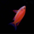 カリフラワー畑、最高っ！