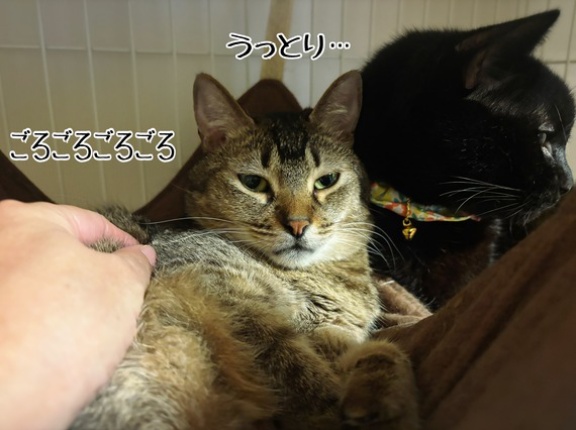 騙された！実に紛らわしい！