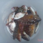 tabe's Fishing blog