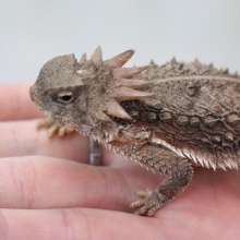 爬虫類倶楽部仙台店ブログ ストケスイワトカゲ