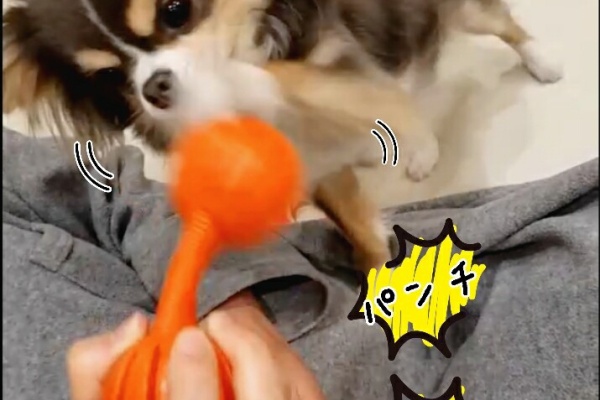 たかシェフのおうちごはん と 白い犬 と チワワ 知育おもちゃ Powered By ライブドアブログ