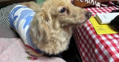 我が家で1番うるさいヤツ。