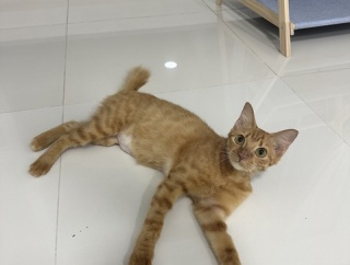 衝撃ビフォーアフター：ガリガリのシータさんのみたいな茶トラの子猫を保護しました。④