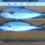 中本渡船ブログ