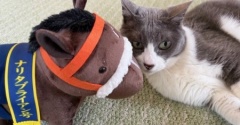 ナリタブライアンの誕生日は猫と一緒にお祝い～♪