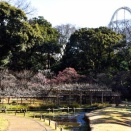 文京区 小石川後楽園に梅の開花を訪ねて:２０２６(令和８年１月)