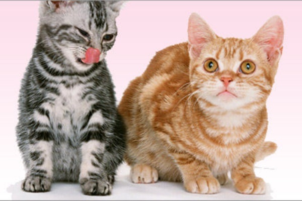 ペット速報 犬画像 猫画像 動物画像まとめ