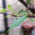 今年のチェリー… 野鳥にささげる(; ==)